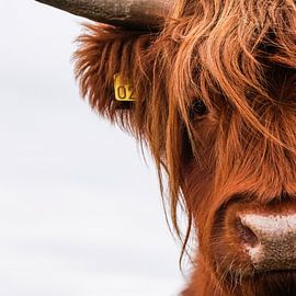 Portrait Schottisches Hochlandrind von Sandra van Kampen