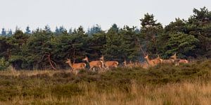 Edelherten op de heide bij Uddel