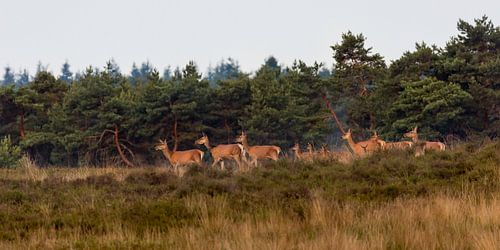 Edelherten op de heide bij Uddel by Evert Jan Kip
