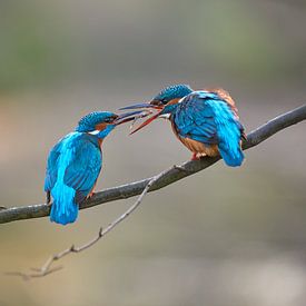 Kingfisher by Kingfisher.photo - Corné van Oosterhout