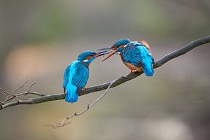 Martin-Pêcheur sur Martins-pêcheurs - Corné van Oosterhout