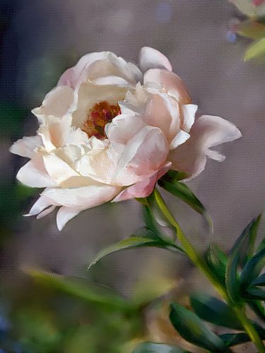 witte pioenrozen