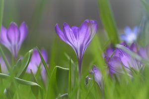 Krokussen in het gras