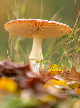 Champignon - automne aux NL