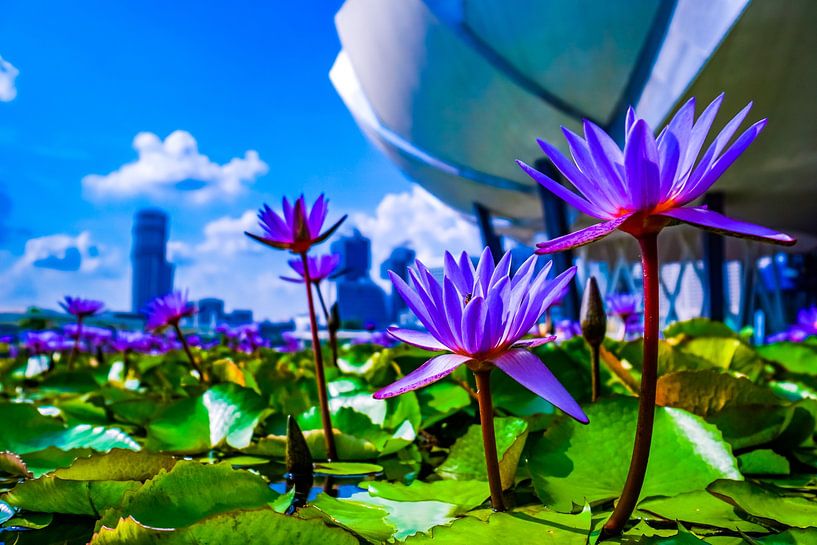 Fleurs de lotus au musée ArtScience de Singapour par Barbara Riedel