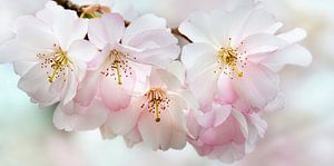 Japanische Kirschblüte