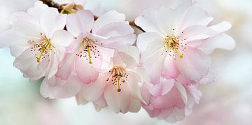 Japanische Kirschblüte von Violetta Honkisz