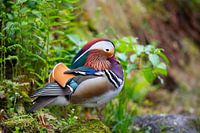 Puzzleduck