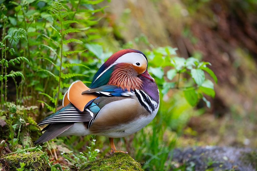 Puzzleduck by Kristof Piotrowski