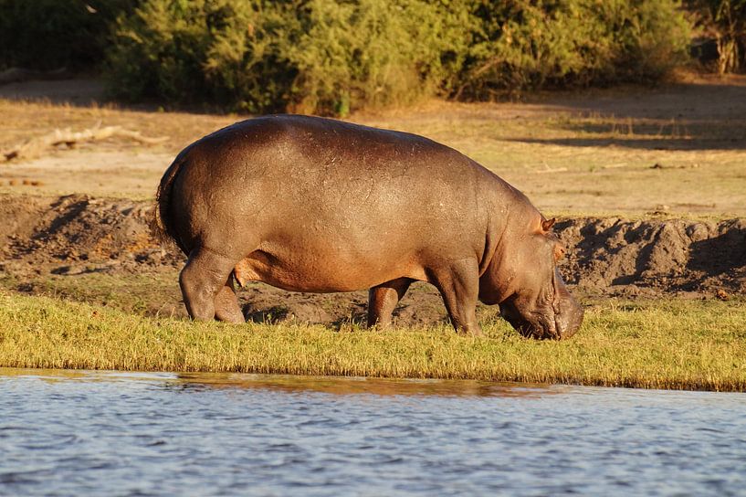 Nijlpaard uit het water van Erna Haarsma-Hoogterp