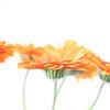 Fleurs de gerbera minimalistes - photographie de nature et de voyage orange et blanc sur Christa Stroo photography