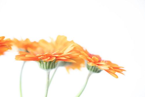 Fleurs de gerbera minimalistes - photographie de nature et de voyage orange et blanc sur Christa Stroo photography