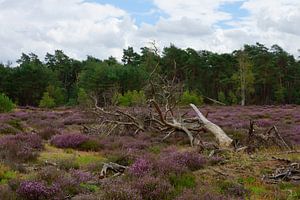 Ein toter Baum auf einer violetten Heide