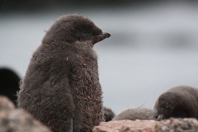 Junger Gentoo von Maurice Dawson