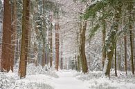 Februari sneeuw in het bos van Cor de Hamer thumbnail