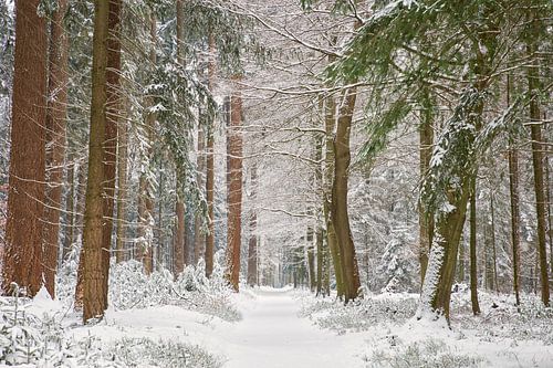 Februari sneeuw in het bos