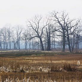 Heïig bij Oudemolen by 10a Boes