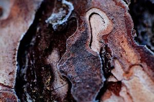 Écorce d'arbre avec gel sur la Veluwe sur Tim Annink