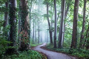 Follow your own path... by Niels Barto