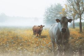 So niederländisch von Saskia Dingemans Awarded Photographer