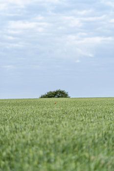 Gingelom - Rode Hoop in een Groen Universum