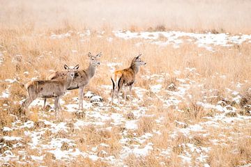 Edelhert hindes in het Veluwse gras van Danny Slijfer Natuurfotografie