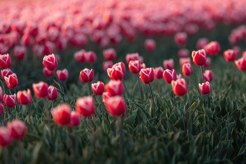 Roze Tulpenzee in de Lente