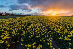 Narcissen in Lisse van Ardi Mulder