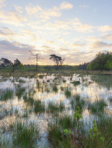 Strubben-Kniphorst forest - Drentsche Aa (Netherlands)