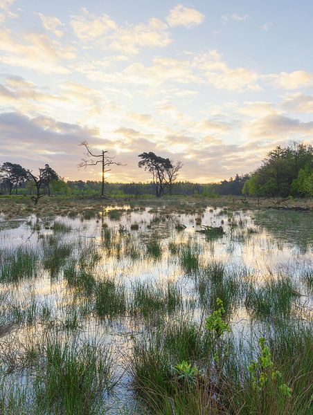 Strubben-Kniphorst-Wald - Drentsche Aa (Niederlande) von Marcel Kerdijk