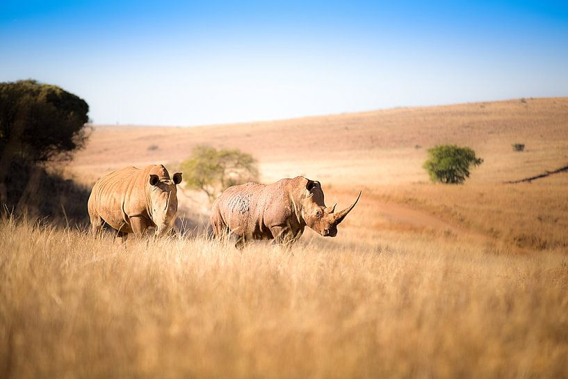 Rhino Couple by Thomas Froemmel