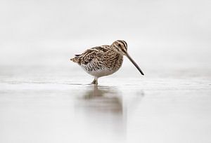 Bécassine dans l'eau.