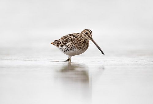 Watersnip in t water.
