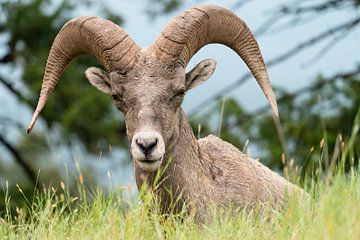 Mouflon d'Amérique (Ovis canadensis) sur Alexander Ludwig