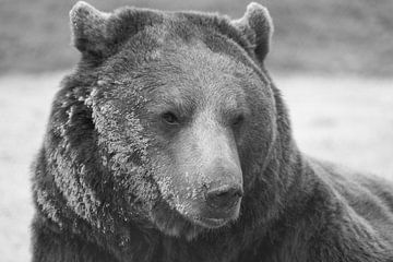 bruine beer in Dierenpark Hoenderdaell van Bopper Balten