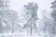 Snowy landscape on the Veluwe by Elroy Spelbos Fotografie thumbnail