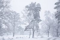 Sneeuw landschap op de Veluwe