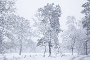 Verschneite Landschaft auf der Veluwe