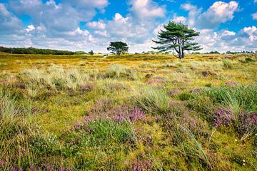 Purple heather in the dune the Grave Dunes by eric van der eijk