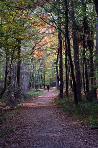 Herbstwanderung im Wald