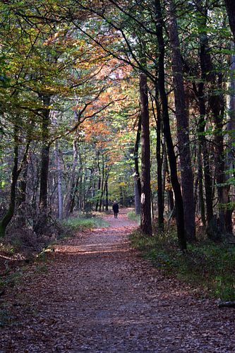 Herfstwandeling in het bos