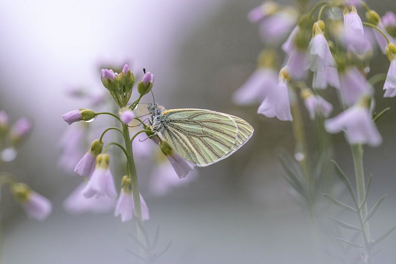 Butterfly moment by Nicole Schmidt