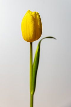 Gelbe Tulpe im sanften Morgenlicht von Dennis Lieffering