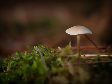 Paddenstoel in het bos van Maikel Brands