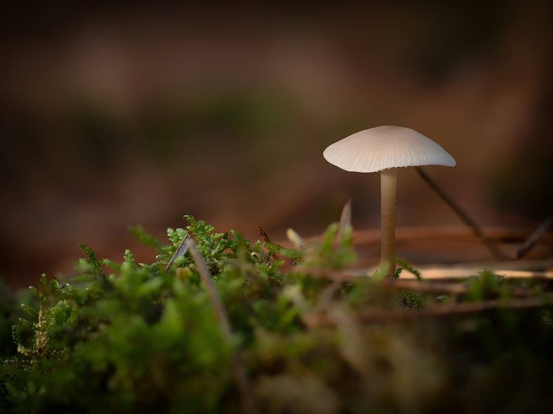 Mushroom in the forest by Maikel Brands