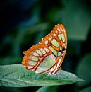 Vlinder: Malachietvlinder ( Siproeta Stelenes ) van Guido Heijnen thumbnail