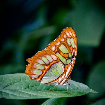 Papillon : Papillon malachite ( Siproeta Stelenes )