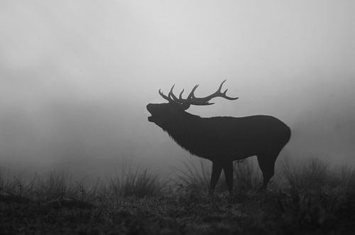 Male red deer burbling in the early morning