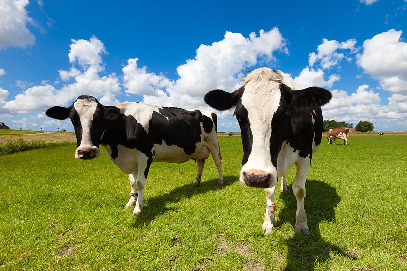 Nieuwsgierige Hollandse koeien in een groene weide in de zomer van Bas Meelker