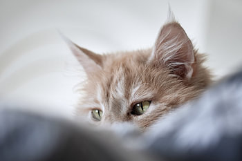 Maine Coon cat in bed